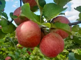 Зображення для оголошення Продам яблука