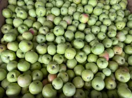 Зображення для оголошення Продам яблука для переробки у великій кількості