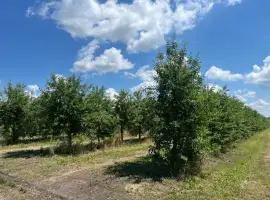 Зображення для оголошення Продаж врожаю яблук з 27 серпня 2026 з власного саду