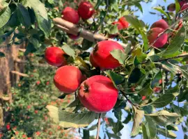Зображення для оголошення Продам яблука Гала Шніга