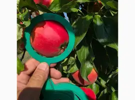 Зображення для оголошення Продам яблука