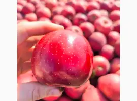 Зображення для оголошення Продам яблуко Галла