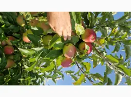 Зображення для оголошення Продам яблука