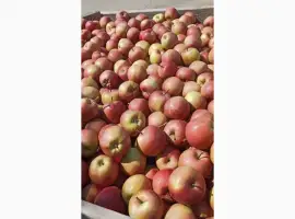 Зображення для оголошення Продам яблука сорту Гала гуртом. Акція 12 грн