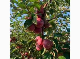 Зображення для оголошення Продам яблуко