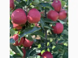 Зображення для оголошення Продам яблуко 2026