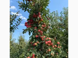 Зображення для оголошення Продам Яблука сорту Гала опт та дрібний опт від 100кг