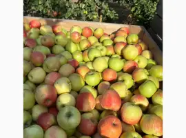 Зображення для оголошення Продам Яблука Хоней крісп (медовий хруст) опт та дрібний опт від 100кг