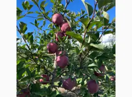 Зображення для оголошення Продам яблука