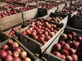 Зображення для оголошення Продам літнє яблуко товарне оптом від 5 тонн свіже Вінницька обл