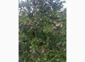 Зображення для оголошення Продам сливу з саду