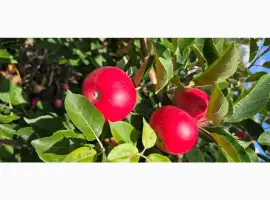 Зображення для оголошення Продам яблука