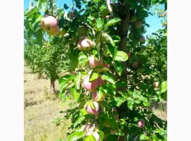 Зображення для оголошення Продам яблука сорт Слава