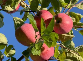 Зображення для оголошення Продаж яблук - Слава Переможцям