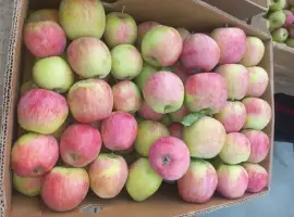 Зображення для оголошення Продам яблука Пірос