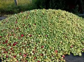 Зображення для оголошення Куплю яблука