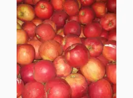 Зображення для оголошення Продам яблоки де кілька сортів з 5 тонн