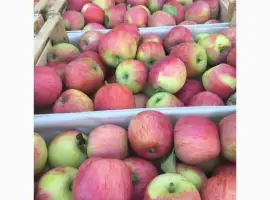 Зображення для оголошення Продам яблука різних сортів