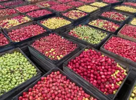Зображення для оголошення Продам яблуко на переробку