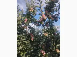 Зображення для оголошення Продам гарне яблуко