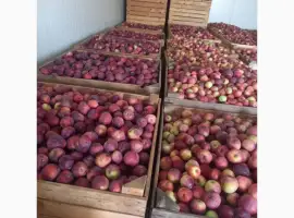 Зображення для оголошення Продам яблука