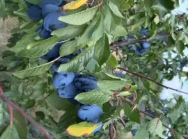 Зображення для оголошення Продам сливу стенлей ціна 10 грн