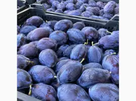 Зображення для оголошення Продам сливу Стенлей