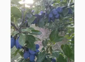 Зображення для оголошення Продам сливу стенлей