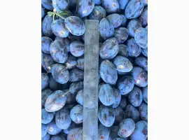 Зображення для оголошення Продам товарну сливу