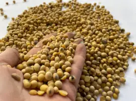 Зображення для оголошення Продам сою оптом | хороші показники якості