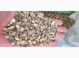 Зображення для оголошення Куплю сою некондицію