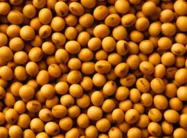 Зображення для оголошення Семена канадской сои сорт Медисон (Medison) - 1 репродукция