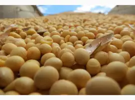 Зображення для оголошення Продам сою