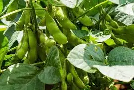 Зображення для оголошення Куплю соя