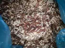 Зображення для оголошення Продам жмих волоського горіха (не великі партії)