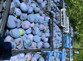 Зображення для оголошення Продам саджанці сливи