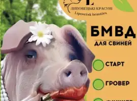 Зображення для оголошення БМВД для свиней