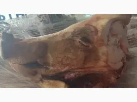 Продам ГОЛОВУ свинну ЦІЛУ За запитом