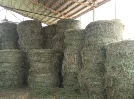 Зображення для оголошення Продам сіно 2025 року врожаю