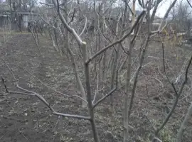 Зображення для оголошення Саджанці грецького горіху