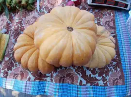 Зображення для оголошення Продам солодкий кабак