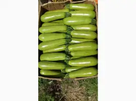 Зображення для оголошення Продам кабачок оптом