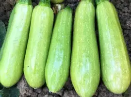 Зображення для оголошення Продаємо оптом свіжий кабачок сорту (Марсела)