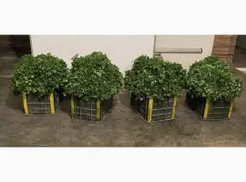 Зображення для оголошення Продам Укроп оптом