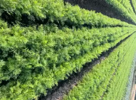 Зображення для оголошення Продам кріп
