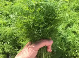 Зображення для оголошення Куплю кріп Парасолька куплю