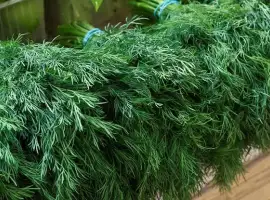 Зображення для оголошення Куплю укроп