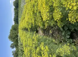 Зображення для оголошення Продам Кріп