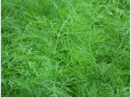 Зображення для оголошення Продам кріп від виробника