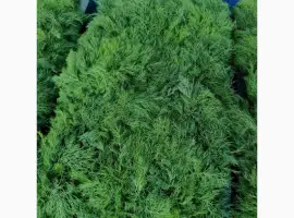 Зображення для оголошення Продам бутон укропа